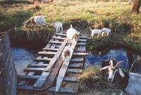 Goats