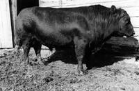 Herd Sire