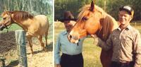 Horses