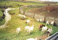 Goats