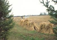 Drying Oat Grain