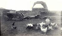 John Rosich with chickens