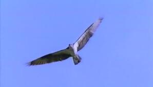 Fish Raptors Bald Eagle & Osprey