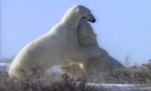 Polar Bear Waiting for the Ice