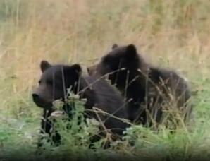 The Great Bears