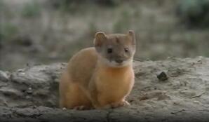 World of Weasels