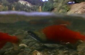 Adams River Sockeye