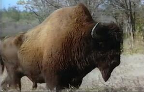 Bison Beyond the Great River