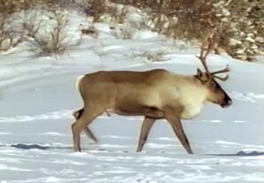 Caribou Ghost of the North