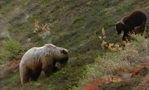 Grizzly Monarch of the Wilderness