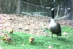 Northern Wildlife