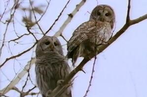 Haunt of the Barred Owl