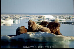 Walrus