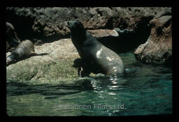 California Sea Lion