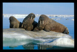 Walrus