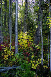 Autumn Leaves in Athabasca
