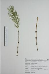 Equisetim arvense (Common Horsetail): Common Horsetail