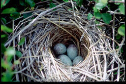 Bird Sp? Nest with Eggs