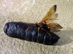 Parasitic ichumonid wasp emerging from giant silk moth pupae