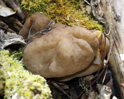 False Morel-03