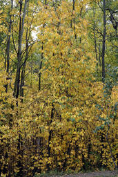 Fall Leaves, Baptiste Lake-03