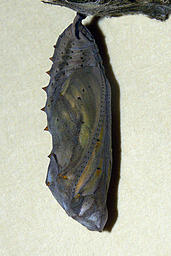 Pupa of Painted Lady Butterfly, Baptiste Lake