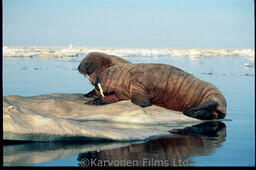 Walrus
