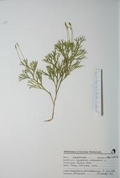 Lycopodium complanatum (Ground Cedar): Ground Cedar