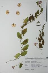 Convolvulus sepium (Wild Morning Glory): Wild Morning Glory