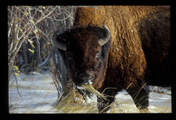 Bison