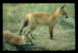 Red Fox - pups
