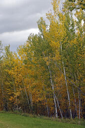Polar Fall Colours, Baptiste Lake-01