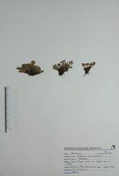  Sibbaldia procumbens (Sibbaldia)  
