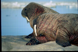 Walrus