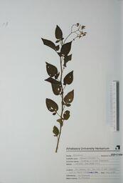  Solanum dulcamara (Tomato)   