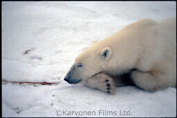 Polar Bear