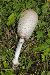 Common Ink Cap Mushroom, Baptiste Lake-01