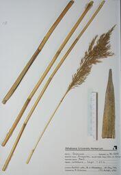 Phragmites australis (Reed): Reed