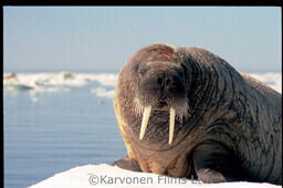 Walrus