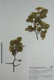  Crataegus rotundifolia  (Round-leaf Hawthorn)  