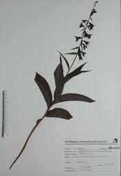   Epipactus helleborine (Hellebore Orchid)   