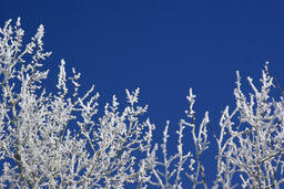 Hoarfrost at Baptiste Lake-03