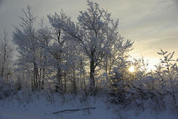 Winter Sunrise with Hoarfrost, Athabasca County-04