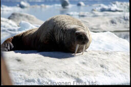 Walrus