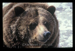 Grizzly Bear