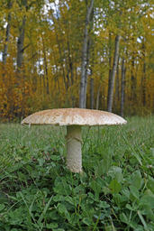 Fly Agaric Mushroom, Baptiste Lake-03