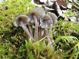   Mycena   