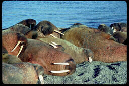Walrus