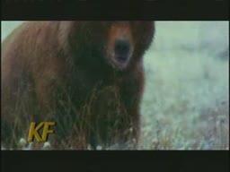 Mammals