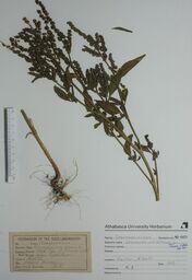   Chenopodium album (Lamb's-quarters)   